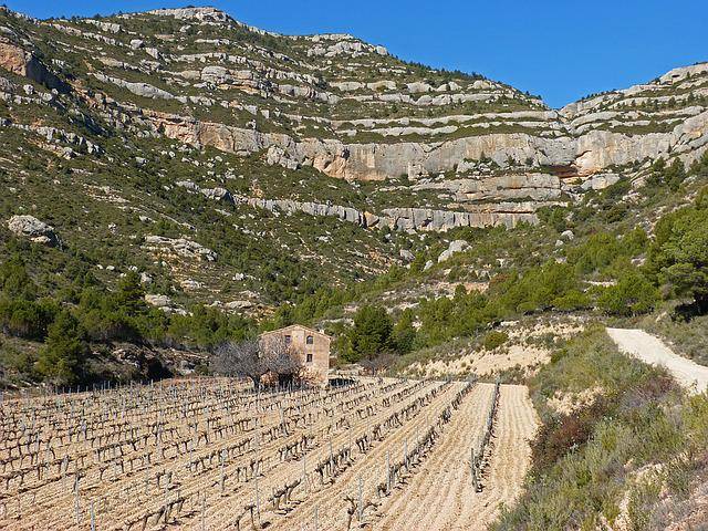 What are the best vineyards near Barcelona?