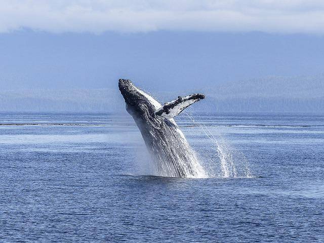 Which Azores island is best for whale watching?